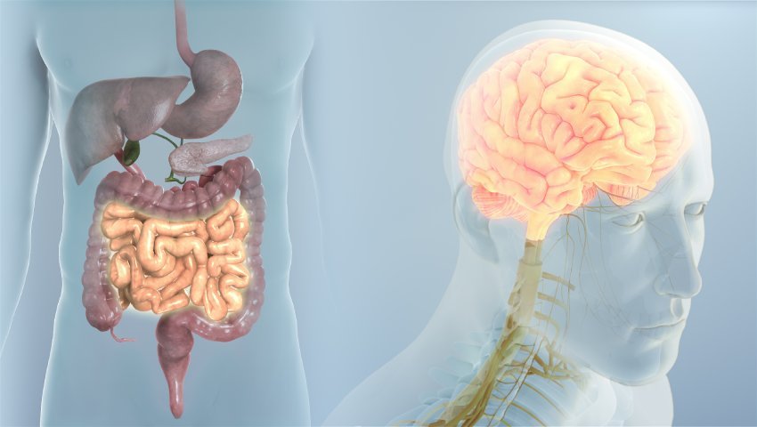 What Stress Does to Your Digestive System